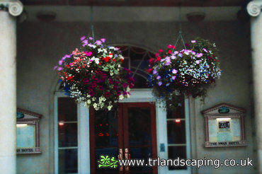 Planted Hanging Baskets for The Swan Hotel in Bedford